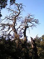 Arbre mort, Silhouette (Photo F. Mrugala) (1)